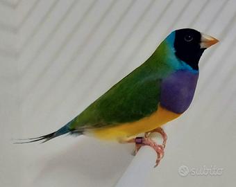 Diamanti di gould maschi