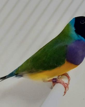 Diamanti di gould maschi
