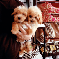 Cuccioli maltipoo e barboncino ANCHE 24 RATE