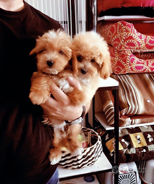 Cuccioli maltipoo e barboncino ANCHE 24 RATE