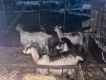 Disponibili capre mascarette