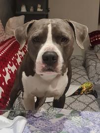 Amstaff blu per monte