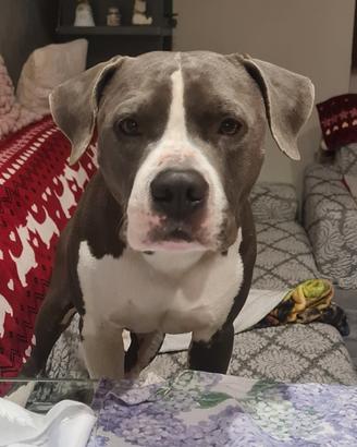 Amstaff blu per monte