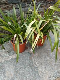 piante di orchidea in vaso
