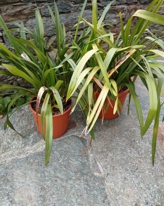 piante di orchidea in vaso