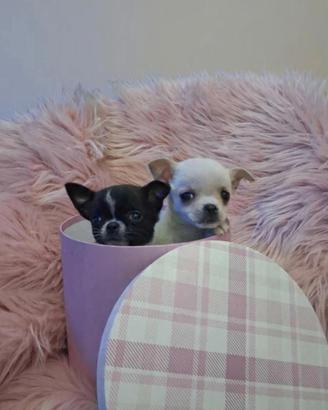Chihuahua messicano