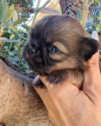 Chihuahua femminuccia MICRO stupenda super bella