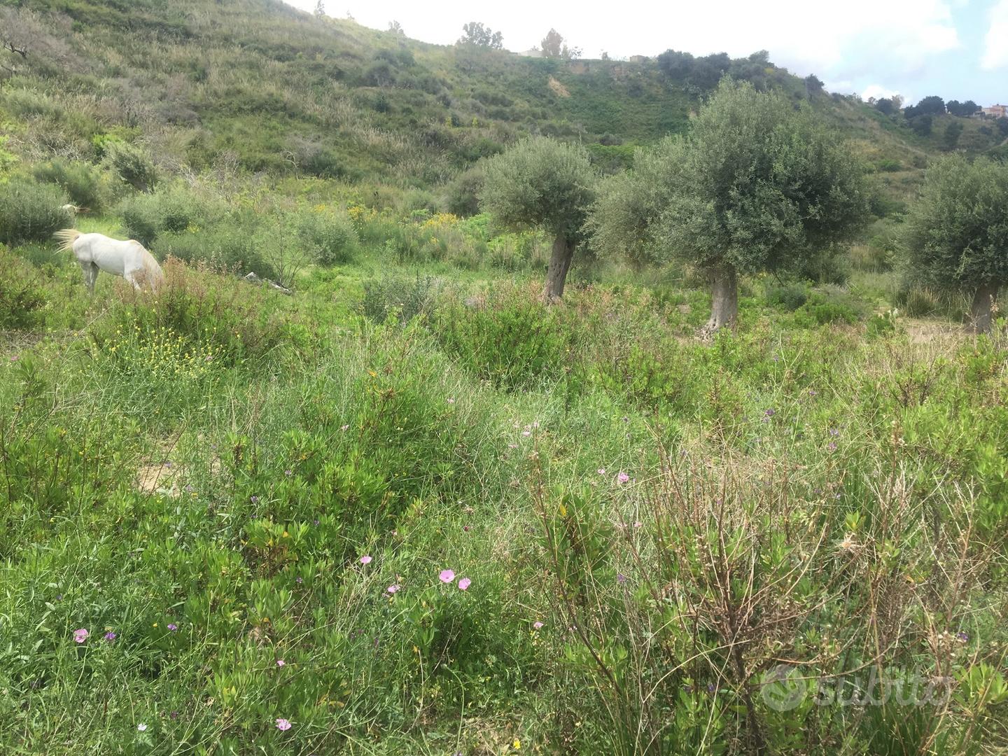 Terreno agricolo con vista a Lascari - Vista 6