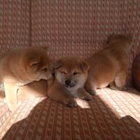 Cucciola di shiba inu con pedigree ENCI