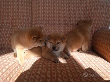 Cucciola di shiba inu con pedigree ENCI