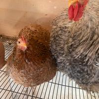 Moroseta, Cocincina, Brahma