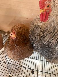 Moroseta, Cocincina, Brahma