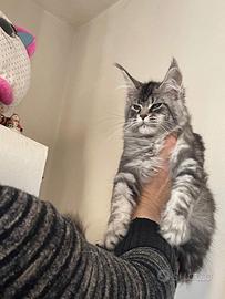 Allevamento AUTORIZZATO gatti Maine Coon