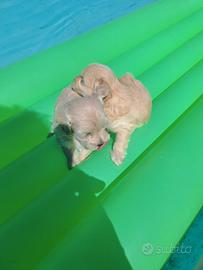 Cuccioli di maltipoo mini