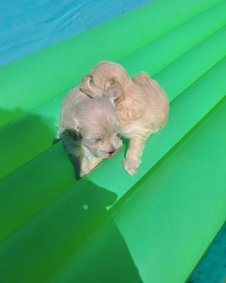 Cuccioli di maltipoo mini