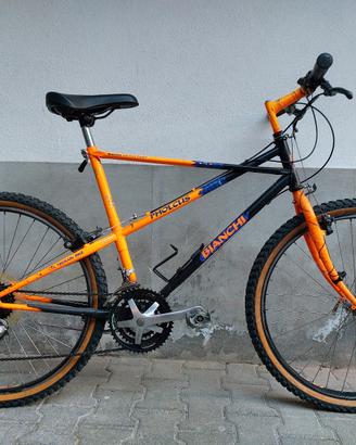 Bianchi Ragno Pholcus 54