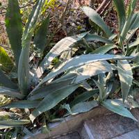 Piante di agave blu