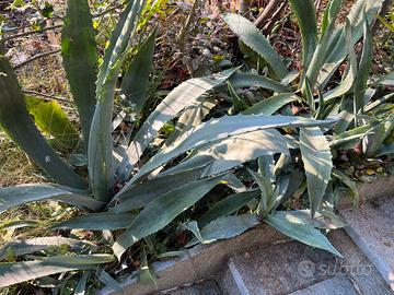 Piante di agave blu