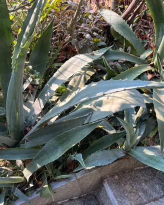 Piante di agave blu