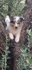 Pastore dello shetland il piccolo Lassie