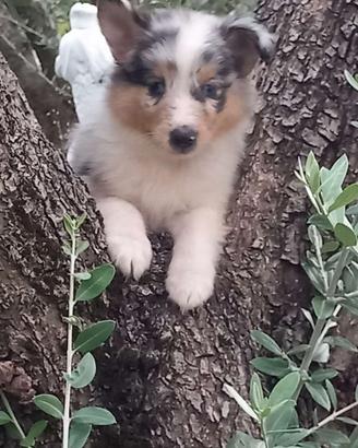 Pastore dello shetland il piccolo Lassie