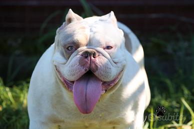 American bully