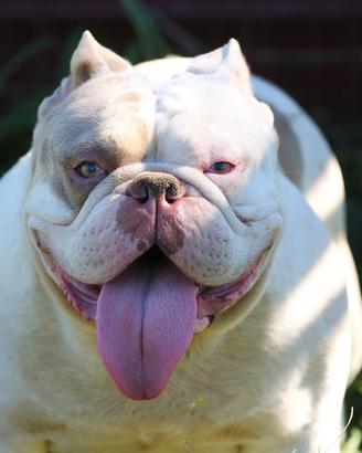American bully