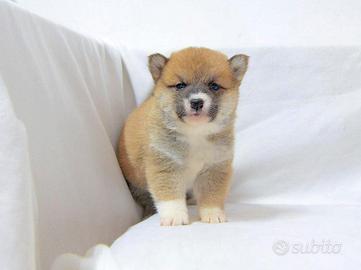 Cucciola di Shiba Inu