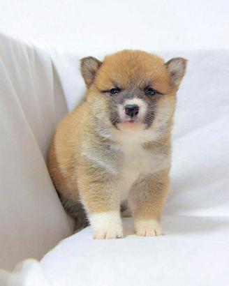 Cucciola di Shiba Inu