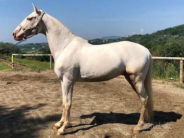 Cavallo lusitano