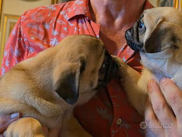 Cuccioli di Carlino con pedigree ENCI-FCIi