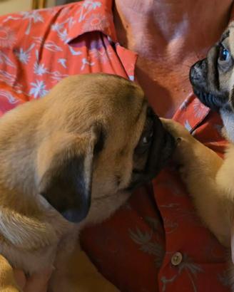 Cuccioli di Carlino con pedigree ENCI-FCIi