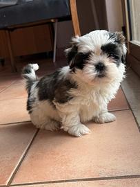 Cuccioli di shihtzu