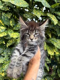 Maine Coon Cuccioli