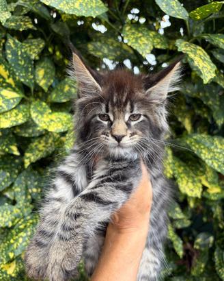 Maine Coon Cuccioli