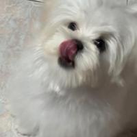 Cuccioli di razza maltese