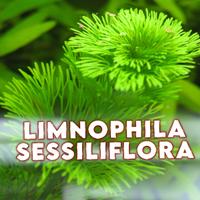 Limnophila sessiliflora acquario acqua dolce