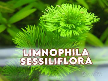 Limnophila sessiliflora acquario acqua dolce