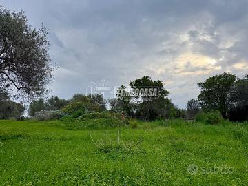 Terreno - Uliveto - Sorso