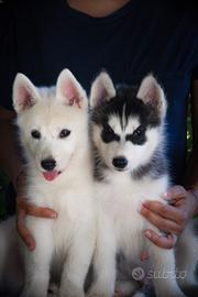 Siberian husky cuccioli
