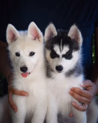 Siberian husky cuccioli
