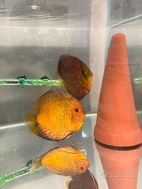 Coppia di discus