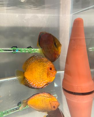 Coppia di discus
