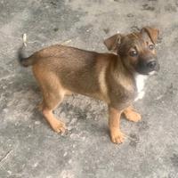 Cucciolo meticcio di futura taglia media