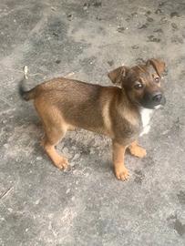 Cucciolo meticcio di futura taglia media