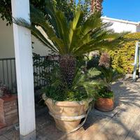 Cycas cresciuta in vaso 40/50 anni