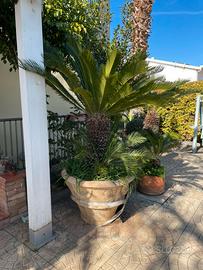 Cycas cresciuta in vaso 40/50 anni