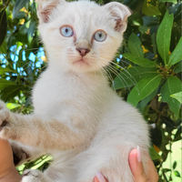 Cuccioli di Scottish Fold/Straight Colourpoint