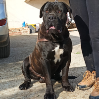 Cane corso x mota