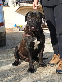 Cane corso x mota